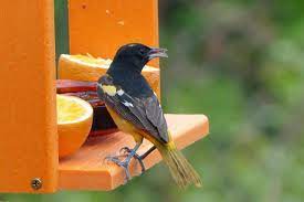 Create a jelly and orange feeder for your backyard to ensure orioles show up in your favorite outdoor space. Laura Erickson On The Pros And Cons Of Feeding Birds Jelly Birdwatching