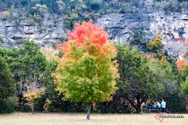 If you plan to travel to multiple state parks, then the annual texas state park pass is the best option. Lost Maples State Park Photos