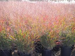 Image result for Panicum chionachne