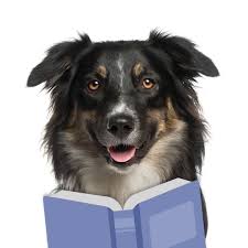Never use a trainer that resorts to punishment/shock collars/choke collars/prong collars right away; Why Do Dogs Become Unpotty Trained Wag