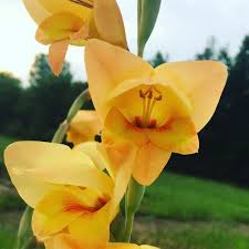Image result for Gladiolus bellus