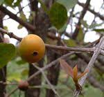 Image result for Garcinia huillensis
