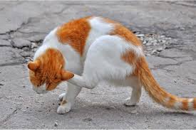 Gently hold your cat with your fingers near his top lip and push his whiskers back. How To Get Your Cat To Take Medicine Killing Dog Fleas