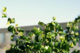 愛情を持って育てていこう くるくるカール が愛らしい 観葉植物をご紹介 キナリノ