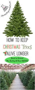 You just need to keep the thing watered, because once the water dips below the trunk, the tree immediately starts to develop a resin plug. How To Keep Christmas Trees Alive Longer Based On Science