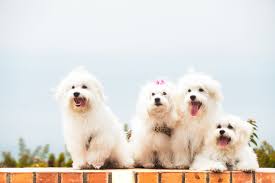 Mengalami keseronokan untuk merawat anjing, pelbagai jenis anjing untuk dipilih. Familia Completa Anjing Kecil Anjing
