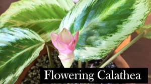 But every day the flowers would fall off and then it would grow new ones. Flowering Calathea Three Calatheas In Bloom Youtube