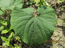 Image result for Momordica foetida