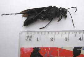 Maybe you would like to learn more about one of these? Great Black Wasp Unnecessary Carnage What S That Bug