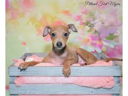 We did not find results for: Italian Greyhound Dog Female Blue Fawn 2642963 Petland Fort Myers Florida