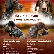 Image result for německý ohař drátosrstý stavba těla