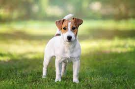 Jack Russell Charakter Und Wesen Jackrussell De