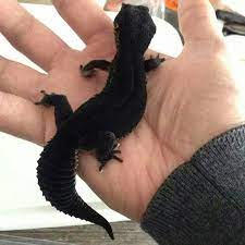 37 Leopard Gecko Ideas Leopard Gecko Gecko Reptiles And Amphibians