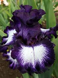 Midnight Velvet Iris4u Iris Garden Amenager Petit Jardin Fleurs Exterieures Fleurs