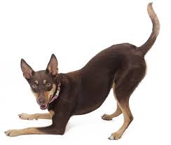 Browse the list below, which also includes pet friendly motels, bed and breakfasts, inns, and cabins & cottages. Veterinary Clinic In Madison Ga Madison Veterinary Clinic