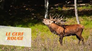 Le brame est le cri que poussent les cerfs pour attirer l'attention des femelles pendant la saison des amours. Le Cerf Rouge Youtube
