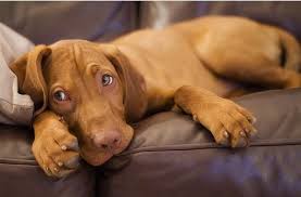 hungarian breed magyar vizsla vizsla welpen vizsla hund hunde