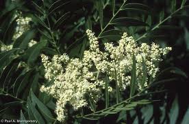 Image result for Sapindus saponaria