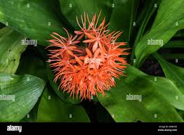 Image result for Scadoxus cinnabarinus