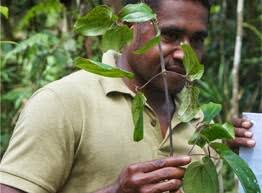 Hasil gambar untuk daun bungkus tiga jari