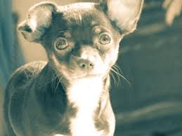 Thats Bambi My 6 Month Old Chihuahua His Full Name Is Overwinning Ostral Bambi You Can Chihuahuas Dogs Love Puppies Puppylove Small Submissio