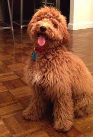 🐶 find dogs and puppies locally for sale or adoption in ontario : Mini Doodles F1 F1b Mini Goldendoodle Puppies For Sale In Ontario Ca Goldenbelle Doodles