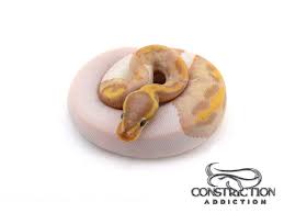 Banana Black Pastel Piebald Yellow Belly Ball Python Morphs Ball Python Adopt Idea