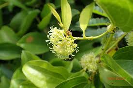 Image result for Smilax anceps