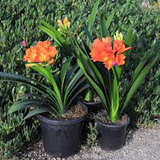 Image result for Clivia miniata