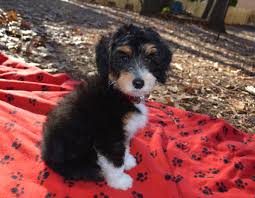 Meet milton, a darling mini australian shepherd puppy with stunning blue eyes! Aussiedoodle Mi