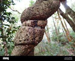 Image result for Secamone filiformis