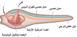 الافقاريات الحبلية Biology World