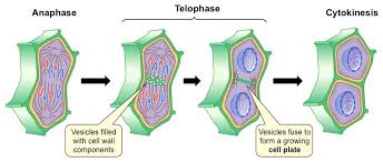 During telophase, the effects of prophase and prometaphase (the nucleolus and nuclear membrane disintegrating) are reversed. Cytokinesis Bioninja