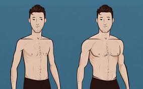 Tous savoir pour prendre du poids vite et bien. La Prise De Masse Chez Les Ectomorphes Le Guerrier Ectomorphe