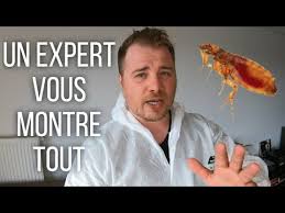 Contrairement à ce que vous pouvez penser ou entendre, les insecticides et autres produits chimiques ne sont pas les seuls remèdes efficaces pour se débarrasser des puces. Comment Se Debarrasser Des Puces Dans Son Logement Tuto Complet Youtube