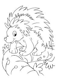 Nocturnal animals coloring pages free Pictures Of Nocturnal Animals Coloring Home