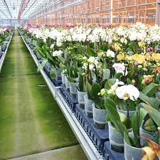 Check spelling or type a new query. Orchid Origin Where Do Orchids Come From