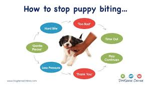 Just about every doberman owner will experience this. How To Stop A Puppy From Biting Stop Puppy From Biting Puppy Biting Cute Puppy Videos