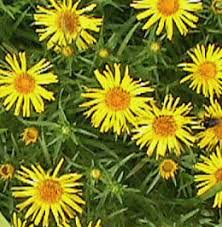 Image result for Inula