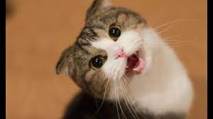 Funny Cats And Kittens Meowing Compilation Youtube