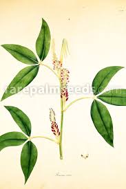 Image result for Flemingia