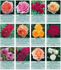 Roses For Hot Zones Cold Zones David Austin Roses Usa David Austin Roses Rose Garden Design Shrub Roses