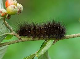 A black caterpillar with red and white spots and hairs on a green leaf in the garden.poisonous. White Ermine