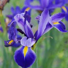 We did not find results for: 25 Most Beautiful Blue Flowers