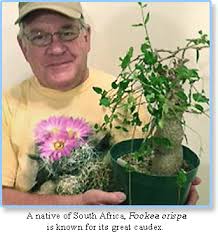 Image result for Kedrostis capensis