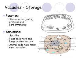 Maybe you would like to learn more about one of these? Cell Structure And Function Ppt Video Online Download