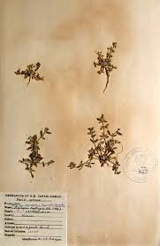 Image result for Polycarpon prostratum