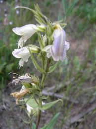 Wildflowers in grand junction co. Grand Mesa Visitor S Center Wildflower Garden