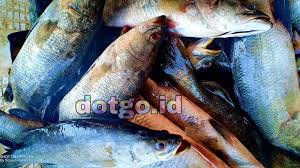 Campechanus, kakap kuning, kakap hitam dan kakap putih atau dengan nama latin lates calcarifer bloch. Budidaya Ikan Kakap Putih Ditambak Infoakuakultur Com