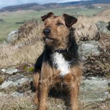 Image result for lakeland teriér